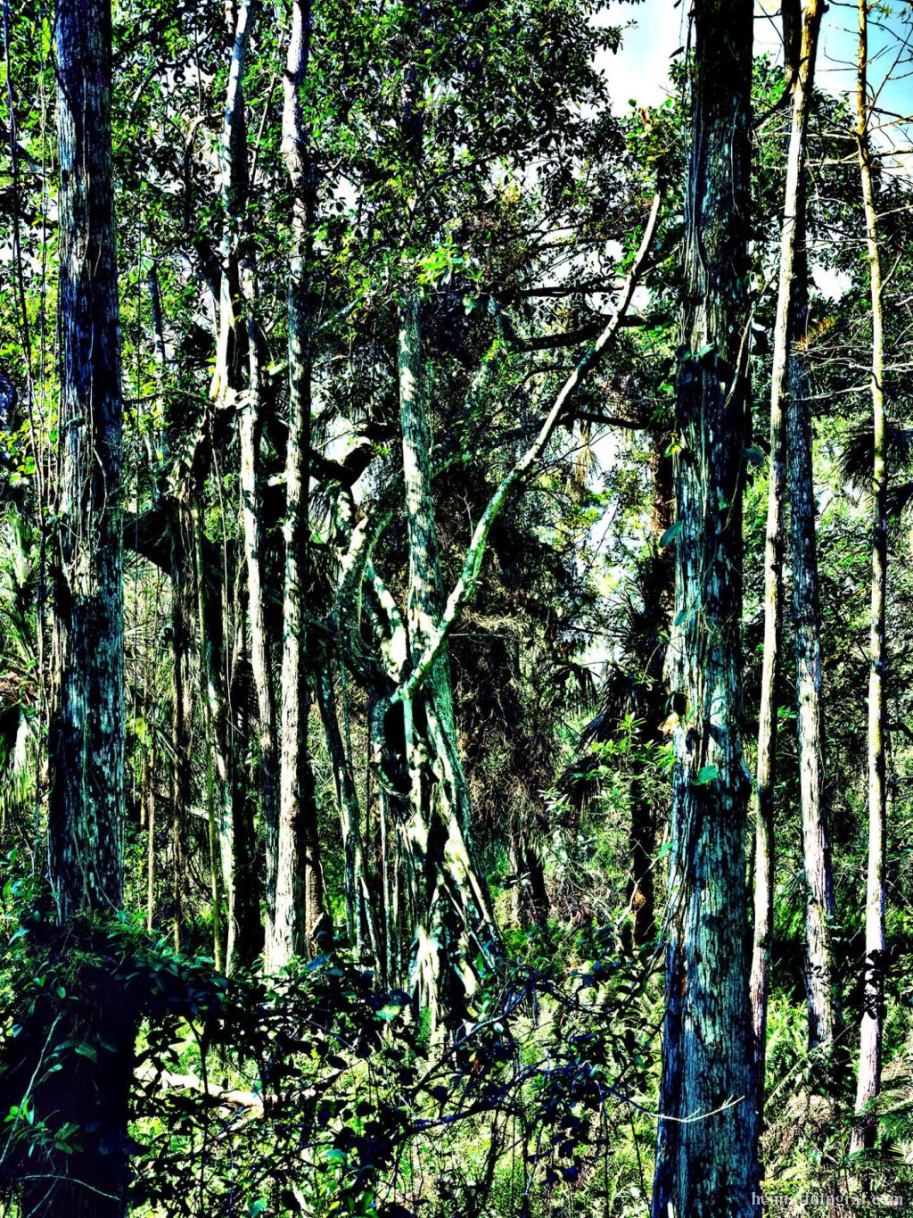 Eden IV, 2006
