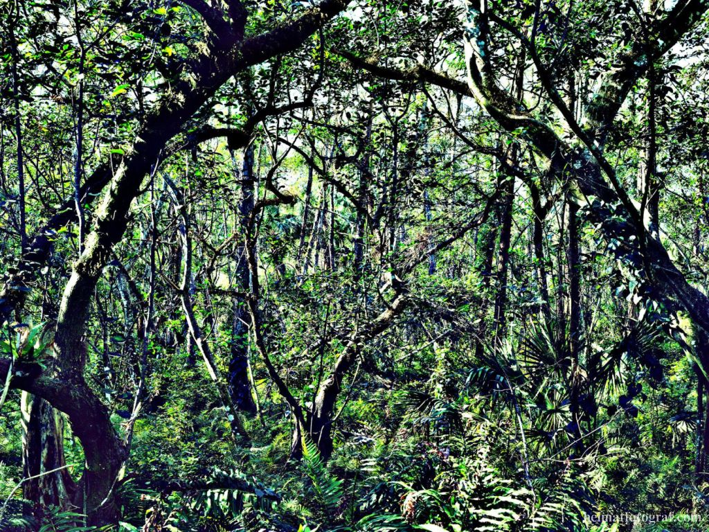 Eden V, 2006