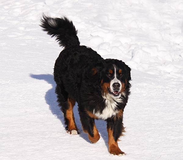Schneeschuhtouren mit Hund